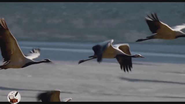 Улетают птицы |Автор-Ольга Павлова|Стихи, Суно Видео|Осенний романс, у меня все женские вот мужской смотреть онлайн