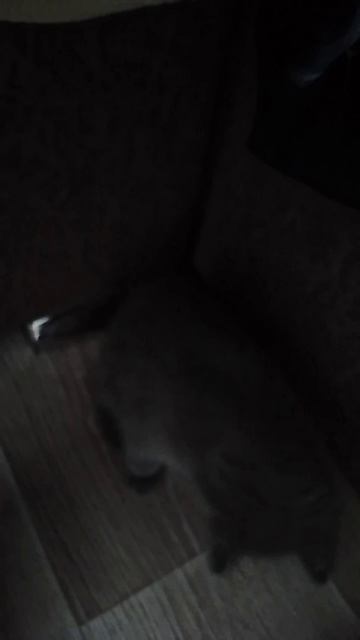 котёнок 🐱 смотреть онлайн