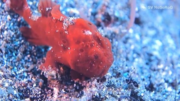 Как предпочитает передвигаться Психоделическая рыба-лягушка — Histiophryne psychedelica ?