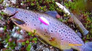 Предупреждали, что КАПРИЗНАЯ рыба и нет смысла идти на 1 день.