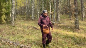 БОРОВИКИ В КОНЦЕ СЕЗОНА. Грибные вести из леса в октябре. Грибы 2025