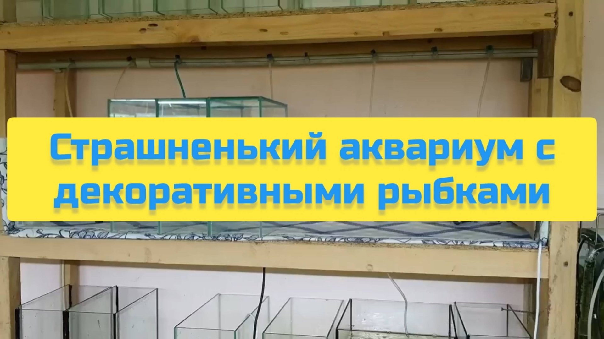 СТРАШНЕНЬКИЙ АКВАРИУМ С ДЕКОРАТИВНЫМИ РЫБКАМИ смотреть онлайн