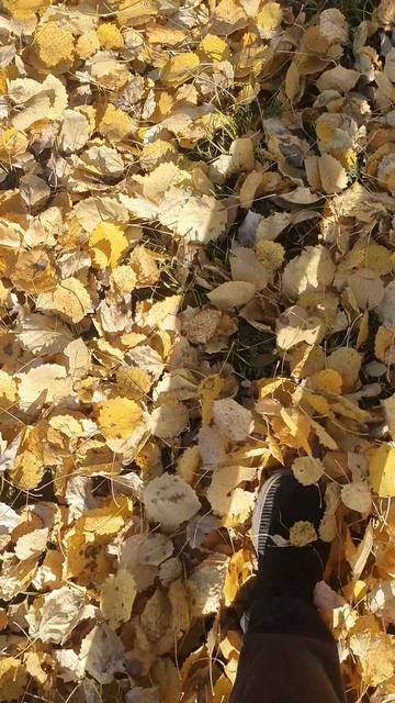 Натуральные краски осени🍁🍂