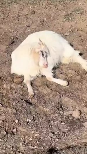 Когда проспала все будильники 😂