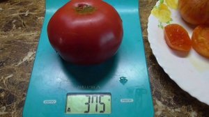 Томат Ручей фиол собаки. №797. ДЕГУСТАЦИЯ СОРТА.