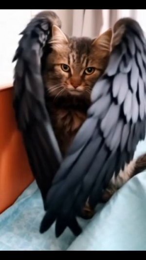 котик ангелочек