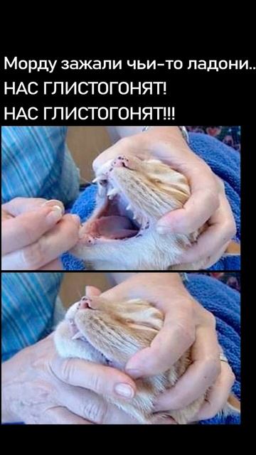 ааа нас глистогоят! смотреть онлайн