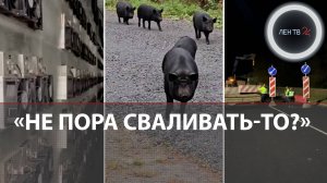 Штурм заказника | 7 лет воровали электричество | «Я у тебя помеха справа» | 20 000 за жизнь мужа