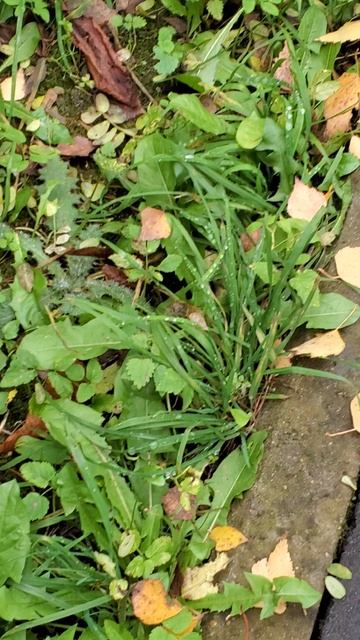 Капельки Росы 11.10.25 смотреть онлайн