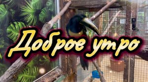 Доброе утро. Когда мы улыбаемся, мы реже ошибаемся. Песня с добрым утром