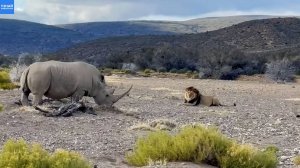Носорог показал львам свою силу и мощь! Царь зверей убежал, поджав хвост!