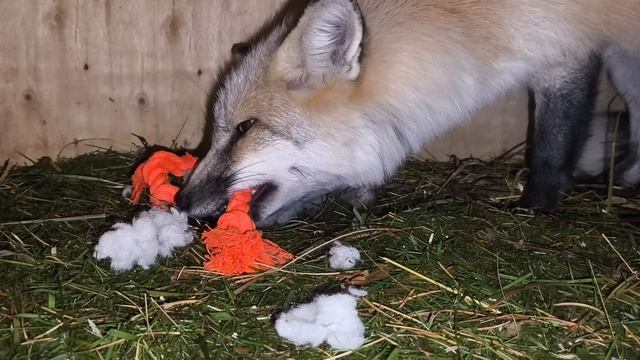 игушки для лисицы #уралиса смотреть онлайн