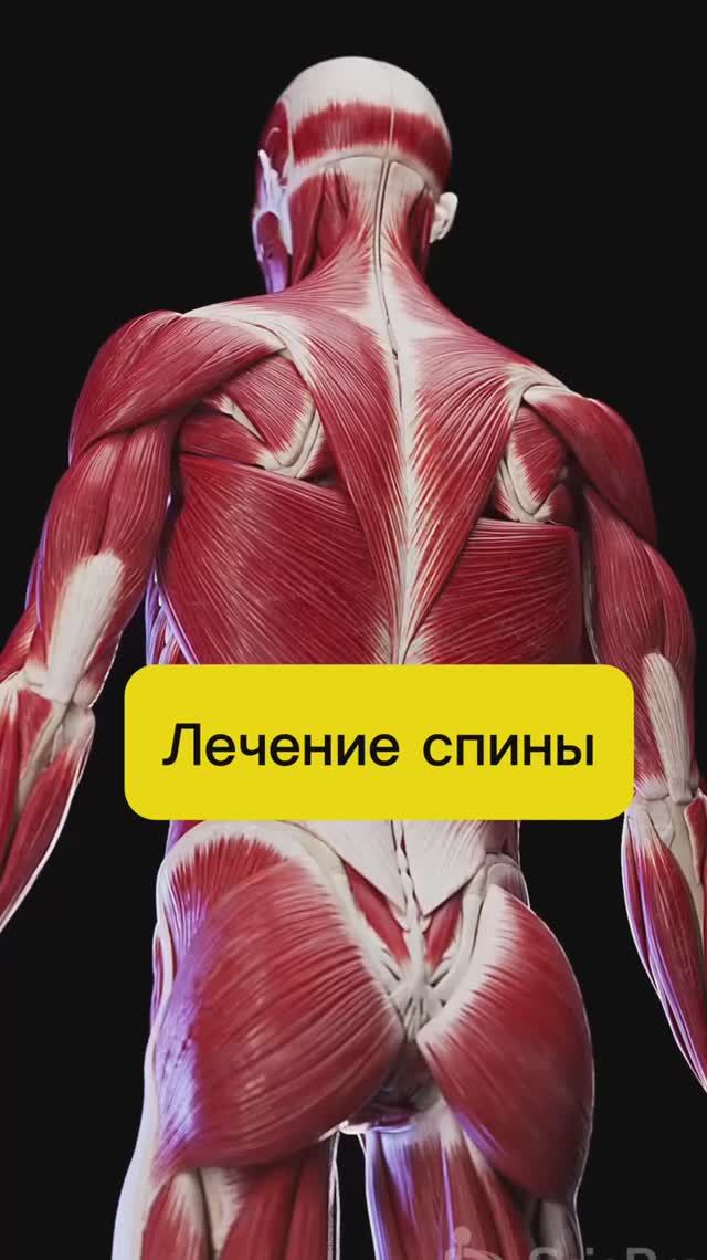 Мышцы - это залог здоровой спины смотреть онлайн