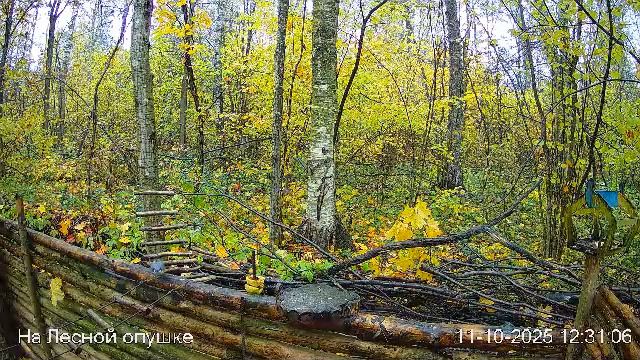 🍂ОКТЯБРЬ в ЛЕСУ онлайн #Relaxing #природа #звуки леса #птицы #погода🍁 смотреть онлайн