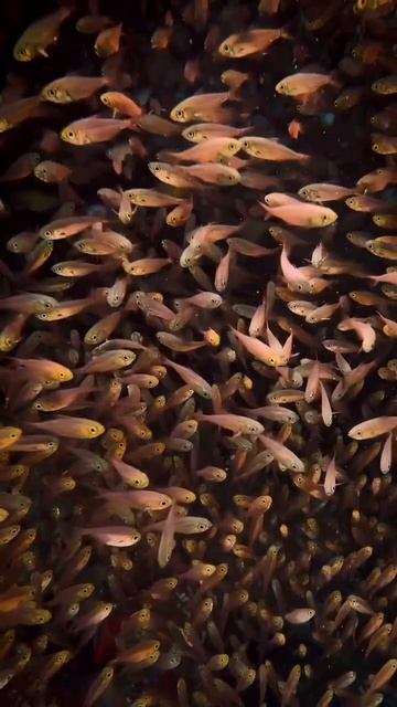 Рыбий гипноз на вечер смотреть онлайн