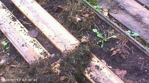 ЛУК НА ЗЕЛЕНЬ ПОД ЗИМУ