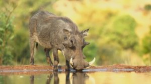 В мире животных