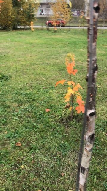 Осенняя красота (октябрь 2025 год) смотреть онлайн