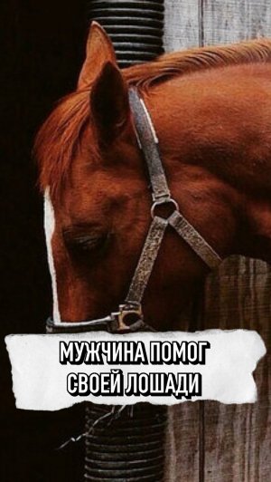 Мужчина Помог Своей Лошади ❤️ #shorts