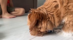 Марк решает проблемы с полицейскими машинами