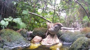 Воробьи на поилке / Фотоловушка в лесу