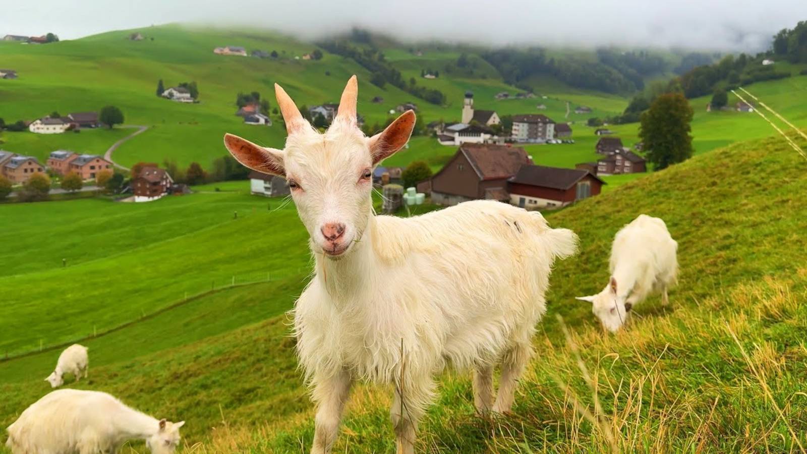 Жизнь в райской деревне Швейцарии - Расслабляющая прогулка по красивой сельской местности Швейцарии смотреть онлайн