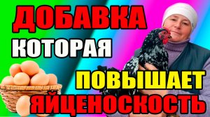 Чудо СРЕДСТВО для повышения яйценоскости кур.