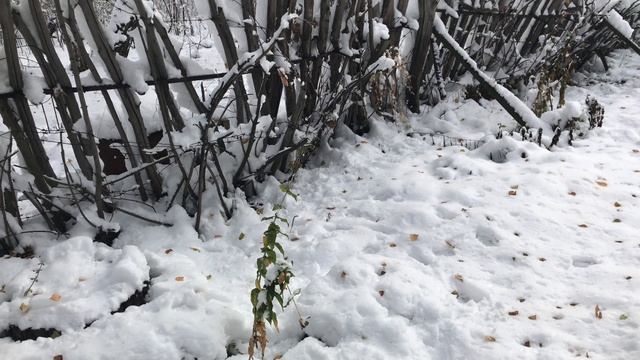 Зима пришла. Спасаю дачное имущество смотреть онлайн