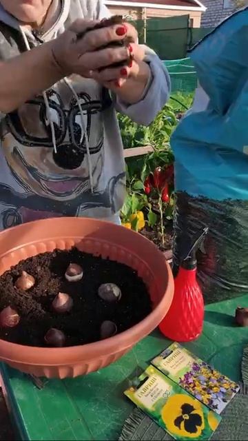 ПОСАДКА ТЮЛЬПАНОВ ОСЕНЬЮ В МИСКУ смотреть онлайн