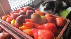 Не вводите людей в заблуждение негативными оценками томатов! Не все так плохо!