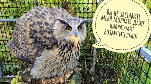 Кошка Морошка помогает грузить видео, у Пса Кубика обновка, сова филин Ёль шлёт меня в Москву