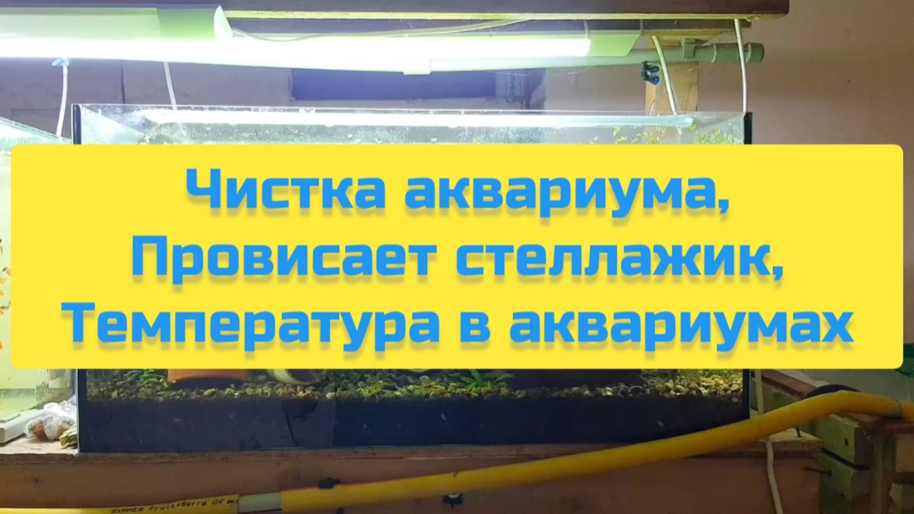 ЧИСТКА АКВАРИУМА, ПРОВИСАЕТ СТЕЛЛАЖИК, ТЕМПЕРАТУРА В АКВАРИУМАХ смотреть онлайн