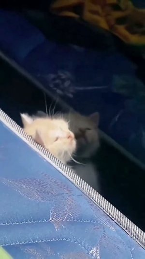 Смешные животные.