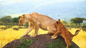 Дикие животные Африки