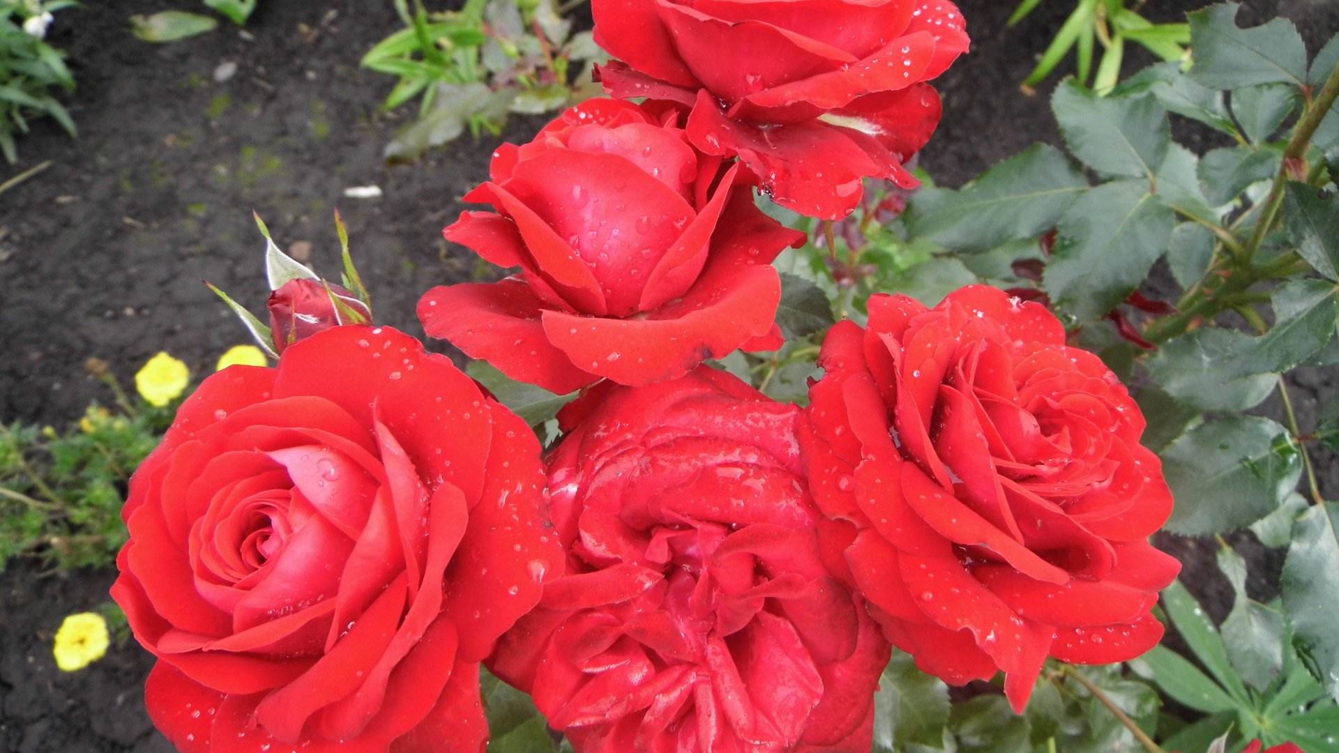 Вспоминаю цветение розы флорибунды Любикер Ротшпон