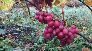 Гф Абажур  селекции Голуба А. А красивый мускатный виноград.