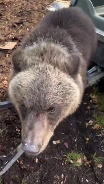 Самый воспитанный медведь замечен на Камчатке