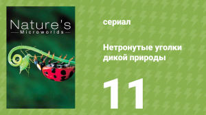 Нетронутые уголки дикой природы 11 серия «Глубоководное море» (документальный сериал, 2012)