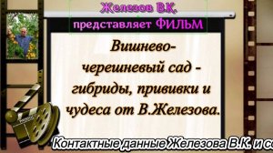 Вишнево-черешневый сад - гибриды, прививки и чудеса от В.Железова.