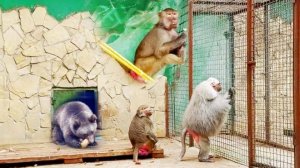 Лида, сколько ждать? Неделю и больше? Люся среди душнил. Время булок. Медведи набирают на зиму жирок