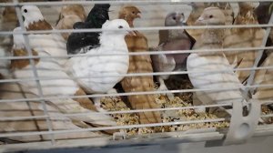 13.10.2025г Ярмарка ст.Бронницы ч 1