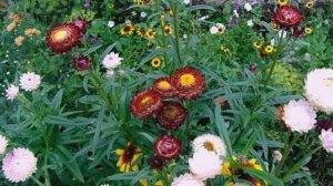 Подготавливаю Гелихризум ( Бессмертник ) - Живой Сухоцвет для Составления Зимних Букетов.