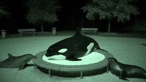 МОЯ КАМЕРА ЗАСНЯЛА МОРСКИХ ЖИВОТНЫХ В УЧАСТКЕ КОТОРЫЕ ПРЫГАЮТ НА БАТУТАХ !!! Я В ШОКЕ