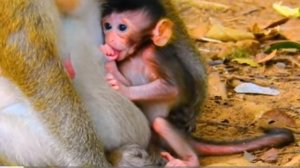 Какой интеллигентный детёныш макаки!... 1000037537.mp4
