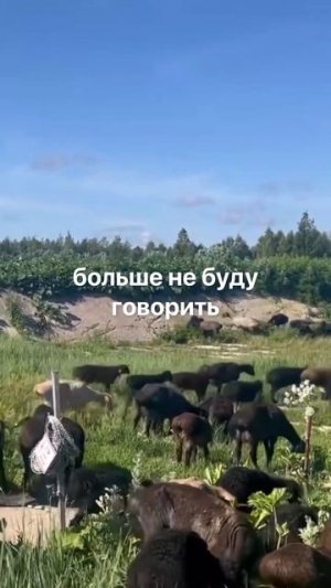 Бараны как бизнес: чистят участок и дают дорогое мясо. На 2 га — 100 голов.