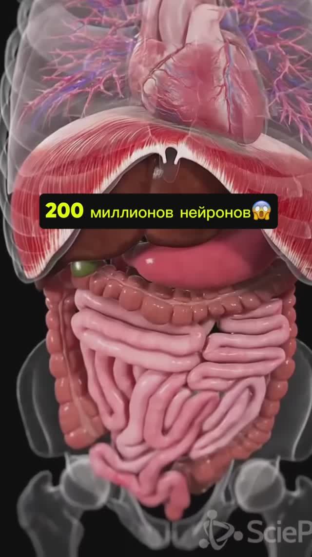 Кишечник = второй мозг смотреть онлайн