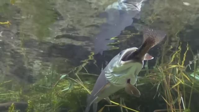 Дунайский лосось. Подводная съемка смотреть онлайн