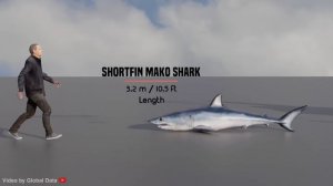 Сравнение размеров рыб и млекопитающих в 3D