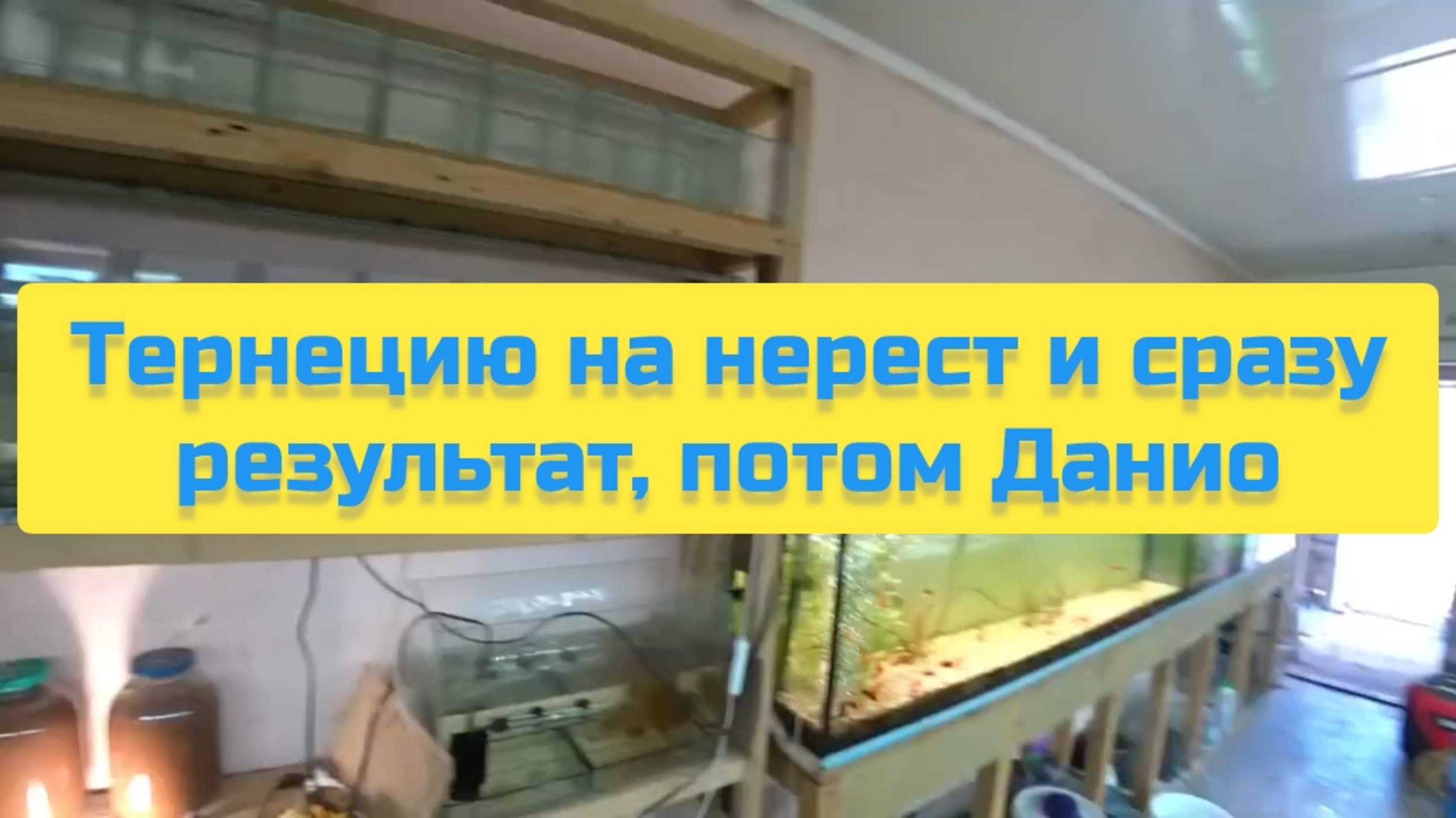 ТЕРНЕЦИЮ НА НЕРЕСТ И СРАЗУ РЕЗУЛЬТАТ, ПОТОМ ДАНИО смотреть онлайн