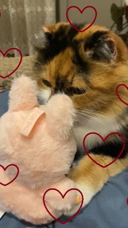 Кошечка Фаня и Лабубу